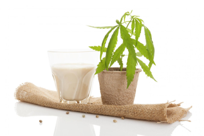 Hemp plant with glass of milk: Hemp Oil and Healthy Living Blog