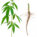 Cannabis leaves and cannabis root: Phytanna Hemp Oil & Healthy Living blog