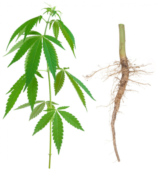 Cannabis leaves and cannabis root: Hemp Oil & Healthy Living blog